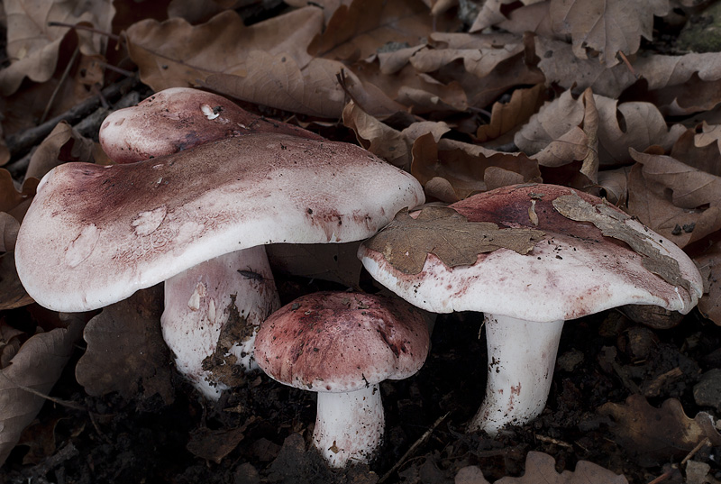 Hygrophorus russula